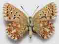 Polyommatus coridon (Chalkhill blue aberration british royston 1916) Internet Image property of respective owner, non-commercial use only